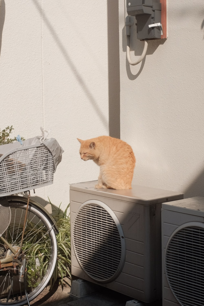 A cat is sitting on an AC condenser unit